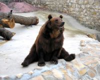 Медвед 